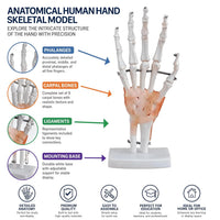 Life-Size Hand Joint with Ligaments Model
