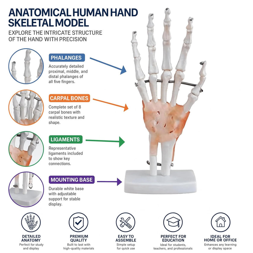 Life-Size Hand Joint with Ligaments Model