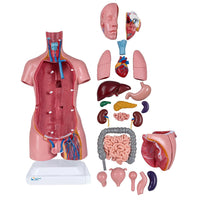 85CM Unisex Human Torso Model – 23-Part