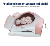 Model of Course of Delivery