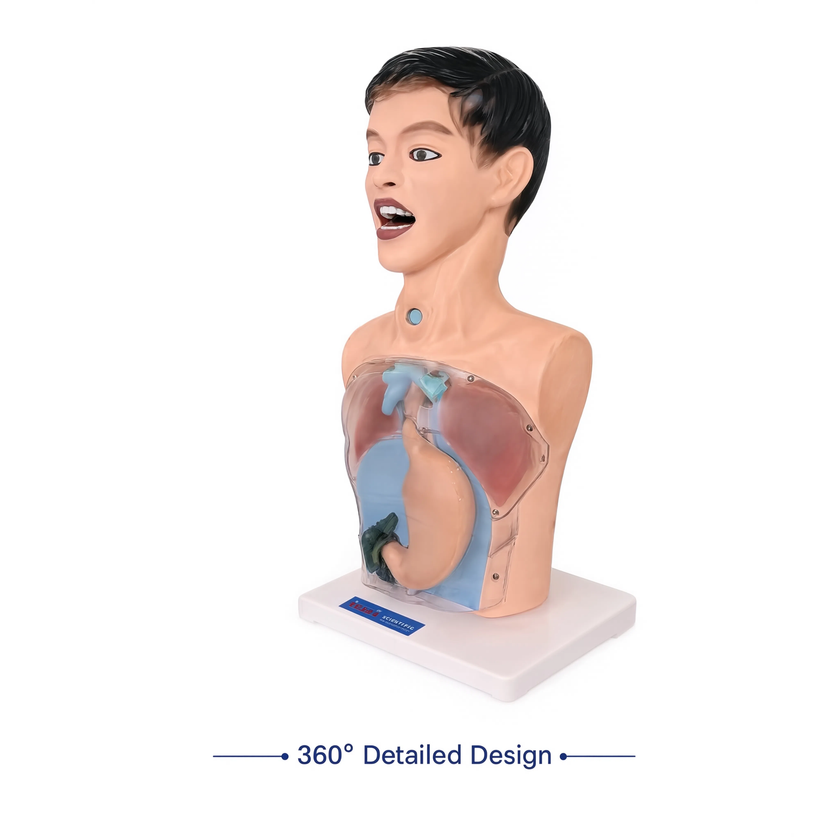 Transparent Gastric Lavage Training Model