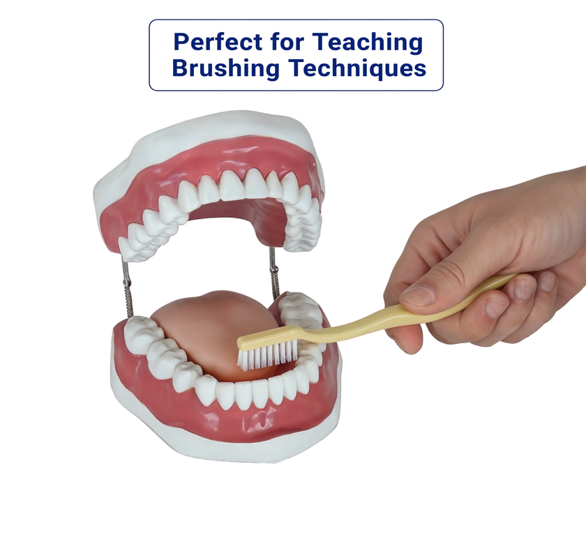 Dental Care Model (28 Teeth)