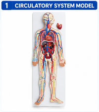 Human Circulatory System Model