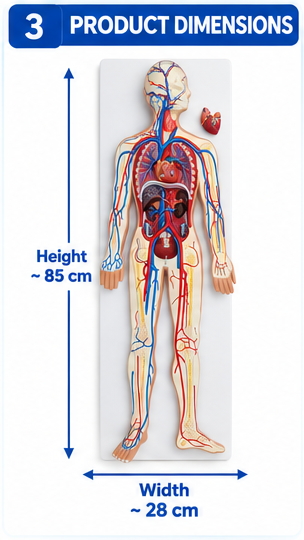 Human Circulatory System Model