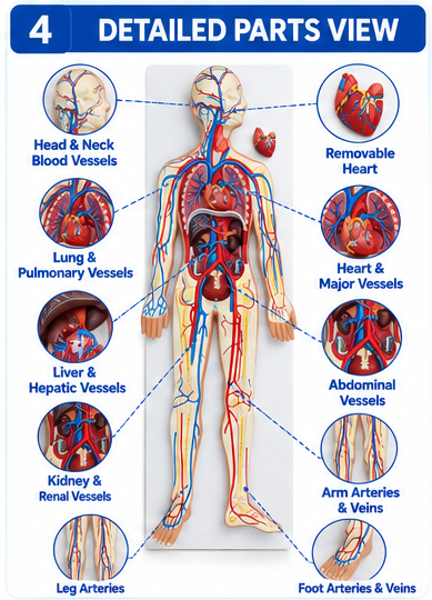 Human Circulatory System Model