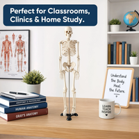 85CM Human Skeleton Model with Stand