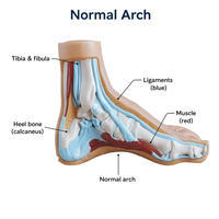 Normal, Flat and Arched Foot Model