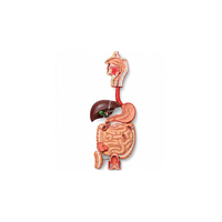 Human Digestive System Model