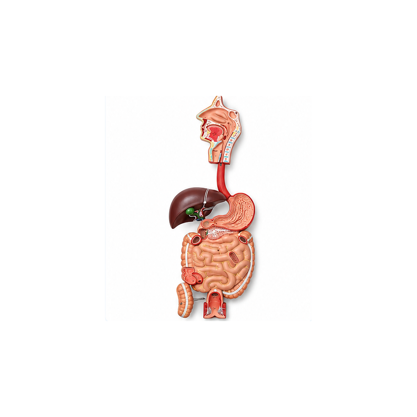 Human Digestive System Model