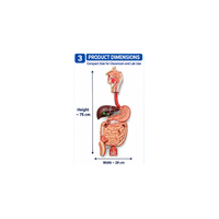 Human Digestive System Model