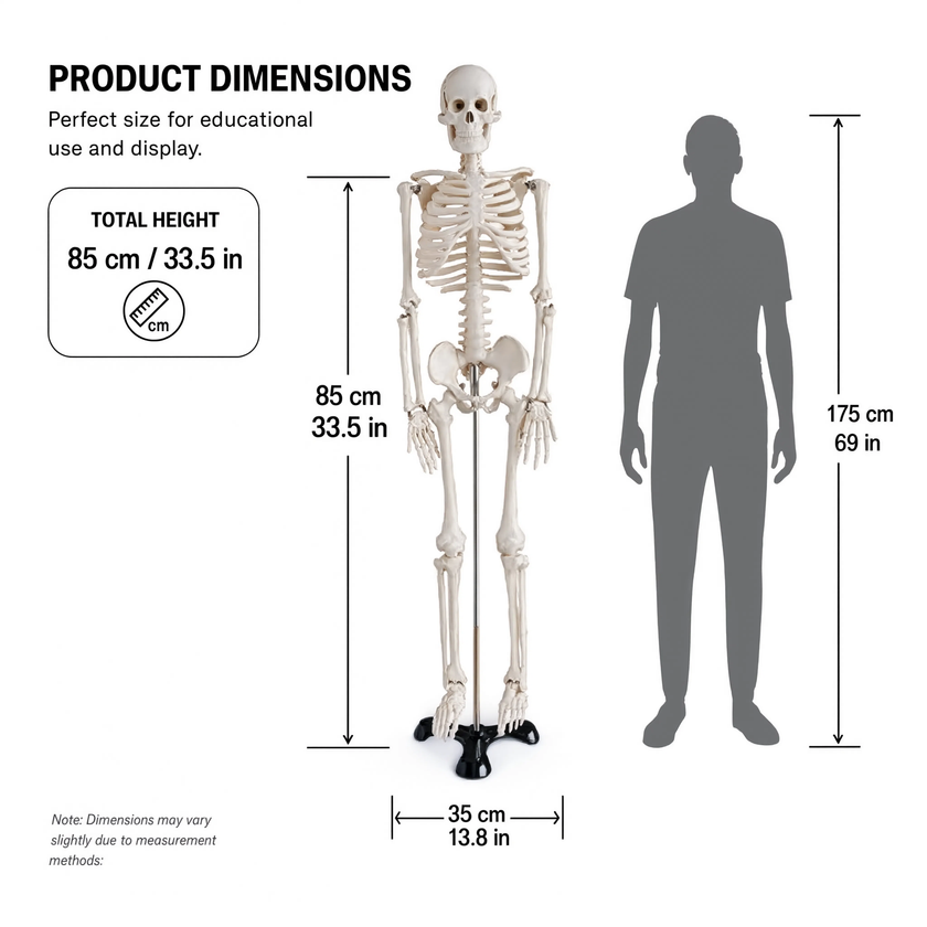 85CM Human Skeleton Model with Stand