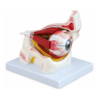 Eye with Orbit Model