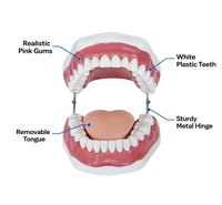 Dental Care Model (28 Teeth)