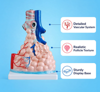 Magnified Pulmonary Alveoli Model