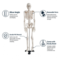 85CM Human Skeleton Model with Stand