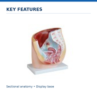 Human Female Pelvis Section Model (1 Part)