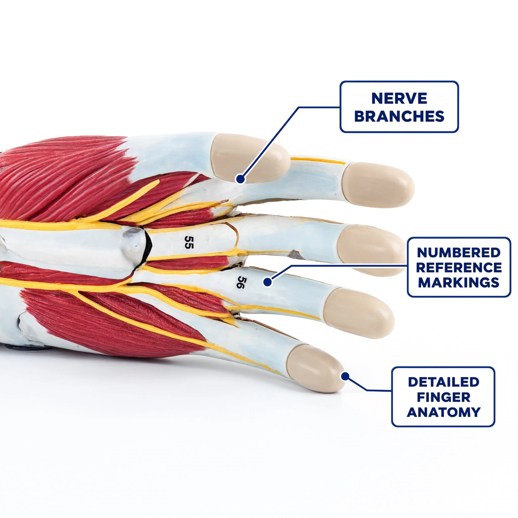 Muscles of Human Arm Model (7 Parts)