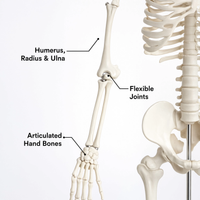 85CM Human Skeleton Model with Stand