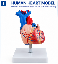 Life-Size Human Heart Model