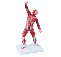 50 cm Human Muscle Model Male (1 Part)