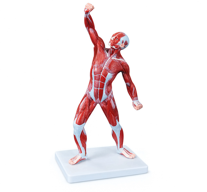 50 cm Human Muscle Model Male (1 Part)