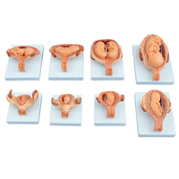 The Development Process for Fetus (Half-Size)