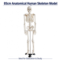 85CM Human Skeleton Model with Stand