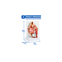 Human Head Anatomical Model