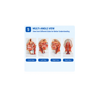 Human Head Anatomical Model