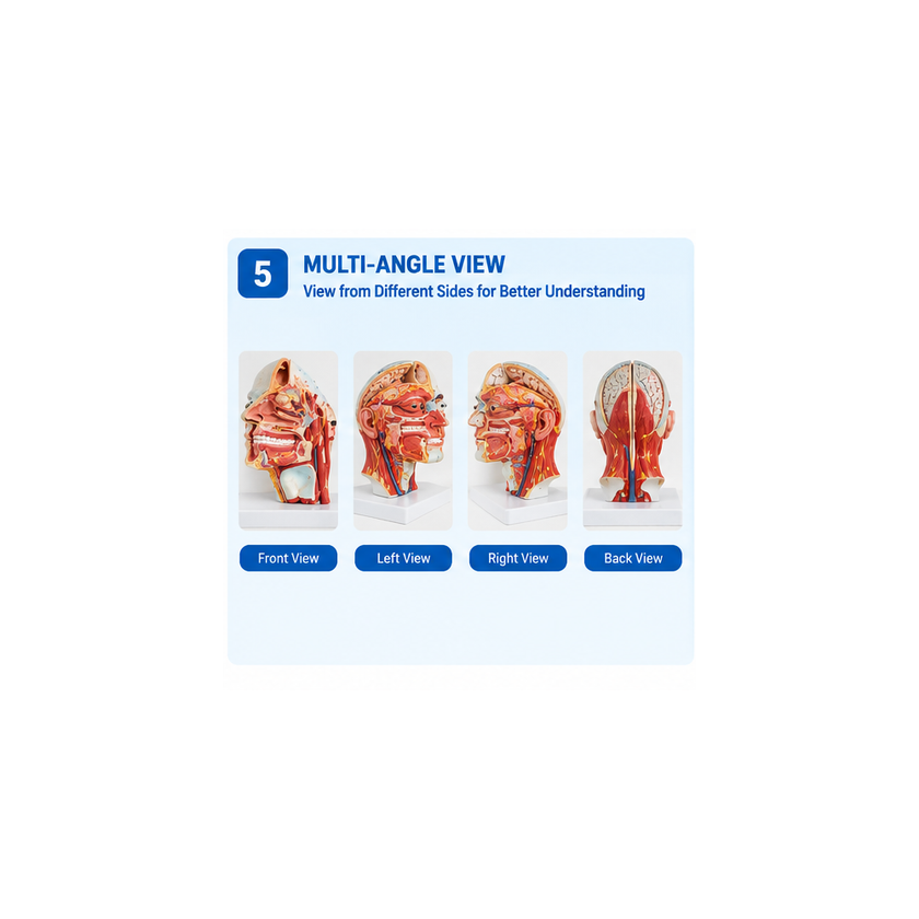 Human Head Anatomical Model