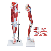 Muscles of Human Leg Model (13 Parts)