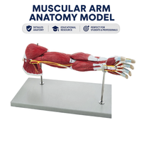 Muscles of Human Arm Model (7 Parts)