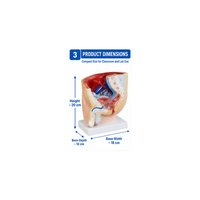 Human Male Pelvis Section Model (1 Part)