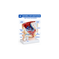 Human Male Pelvis Section Model (1 Part)