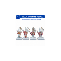 Palm Anatomy Model