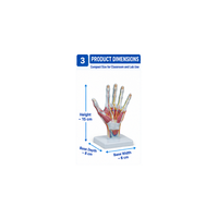 Palm Anatomy Model