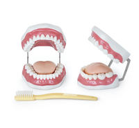 Dental Care Model (28 Teeth)
