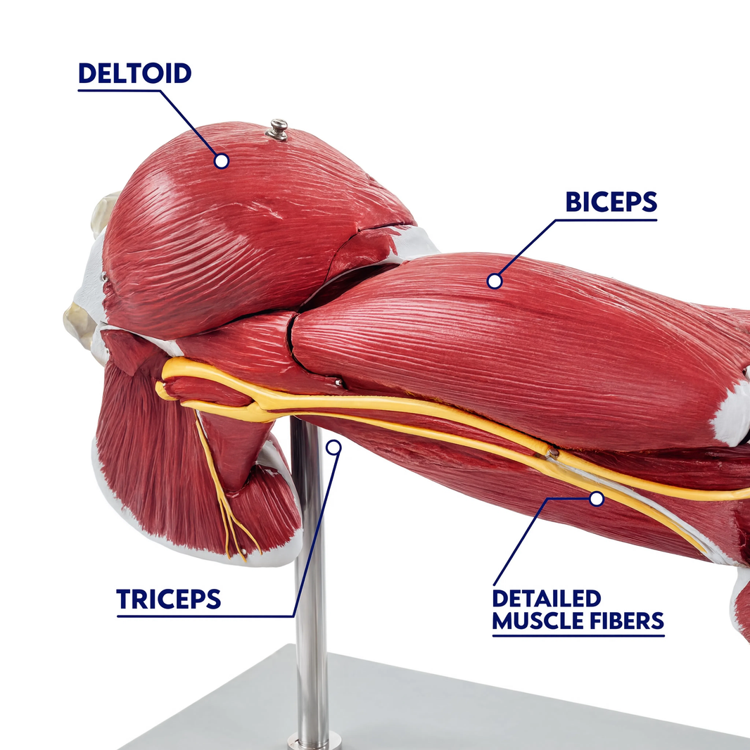 Muscles of Human Arm Model (7 Parts)