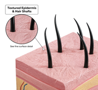 Human Skin Block Model