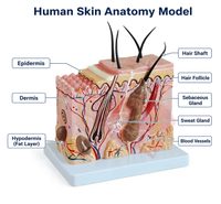 Human Skin Block Model
