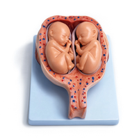 The Development Process for Fetus (Half-Size)