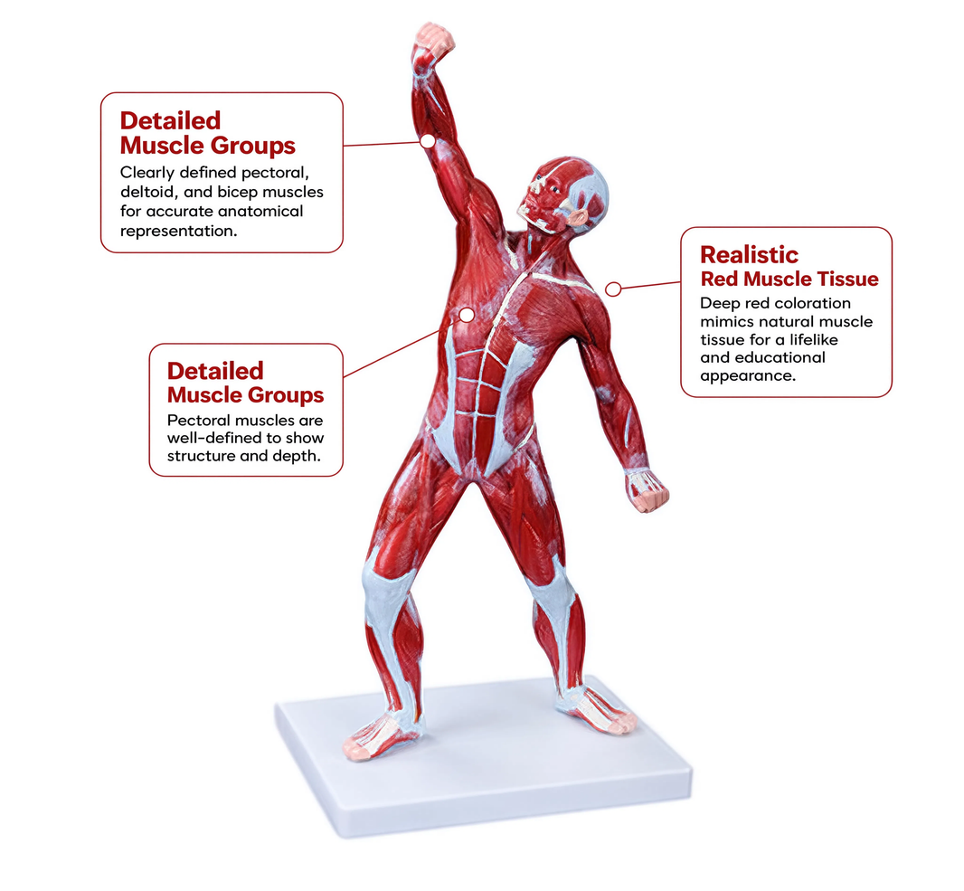 50 cm Human Muscle Model Male (1 Part)