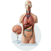 Anatomical Model & Manikin