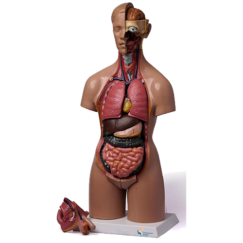 Human Torso Model